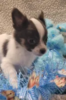 Dexter , a male Chihuahua for sale in Troy, OH – Photo 3 of 9