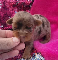 Macy (AKC), a female Yorkshire Terrier for sale in Troy, OH – 3 of 5