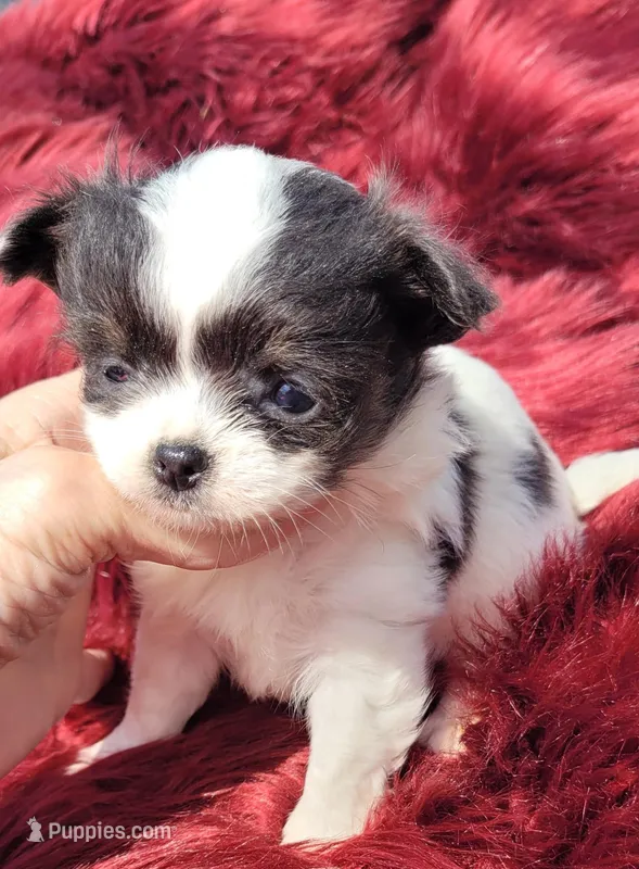 Khloe – Chihuahua puppy for sale in Troy, OH