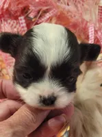 Khloe, a female Chihuahua for sale in Troy, OH – Photo 1 of 6