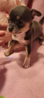 Macy , a female Chihuahua for sale in Troy, OH – 4 of 7