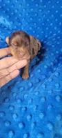 MILES(AKC), a male Yorkshire Terrier for sale in Troy, OH – 3 of 5