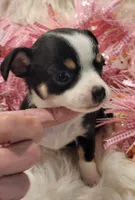 Daisy, a female Chihuahua for sale in Troy, OH – Photo 1 of 3