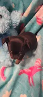 Keith, a male Chihuahua for sale in Troy, OH – 4 of 4