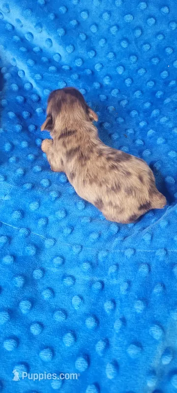 MILES(AKC) – Yorkshire Terrier puppy for sale in Troy, OH