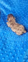 MILES(AKC), a male Yorkshire Terrier for sale in Troy, OH – 1 of 5