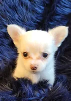 Cotton, a male Chihuahua for sale in Troy, OH – Photo 1 of 7