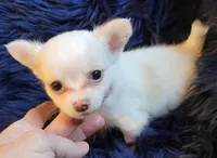 Cotton, a male Chihuahua for sale in Troy, OH – Photo 5 of 7