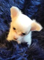 Cotton, a male Chihuahua for sale in Troy, OH – Photo 7 of 7