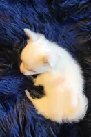 Cotton, a male Chihuahua for sale in Troy, OH – Photo 4 of 7