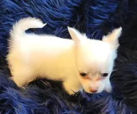 Cotton, a male Chihuahua for sale in Troy, OH – Photo 3 of 7