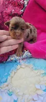 Macy (AKC), a female Yorkshire Terrier for sale in Troy, OH – 5 of 5