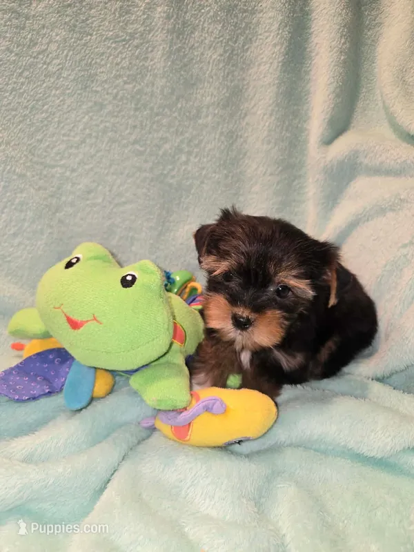 Buck – Yorkshire Terrier puppy for sale in Troy, OH