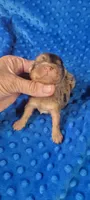 MILES(AKC), a male Yorkshire Terrier for sale in Troy, OH – 5 of 5