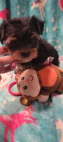 Monkey, a male Yorkshire Terrier for sale in Troy, OH – 4 of 5