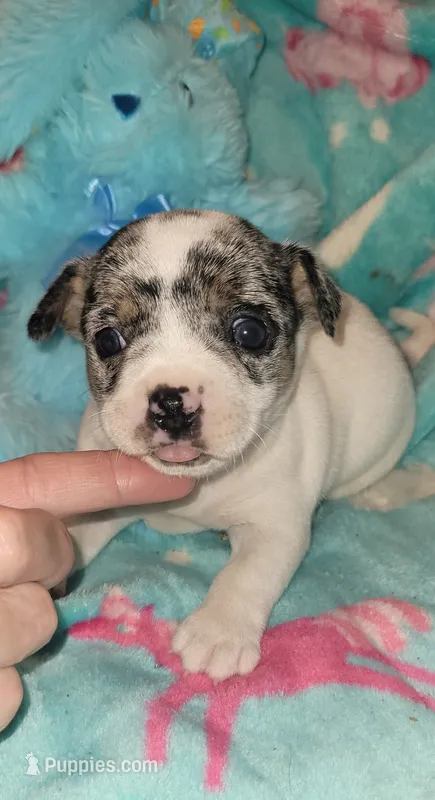 Bullseye – Chihuahua puppy for sale in Troy, OH