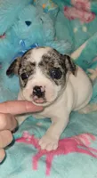 Bullseye, a male Chihuahua for sale in Troy, OH – 1 of 3