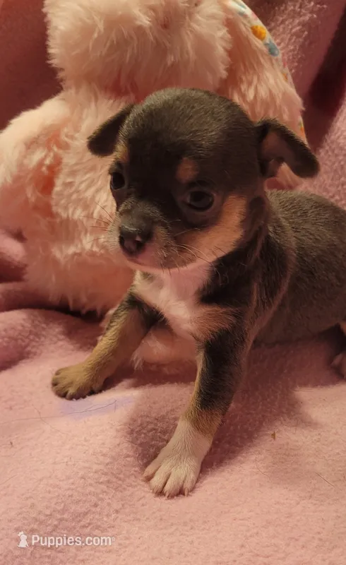 Macy  – Chihuahua puppy for sale in Troy, OH