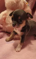 Macy , a female Chihuahua for sale in Troy, OH – 1 of 7