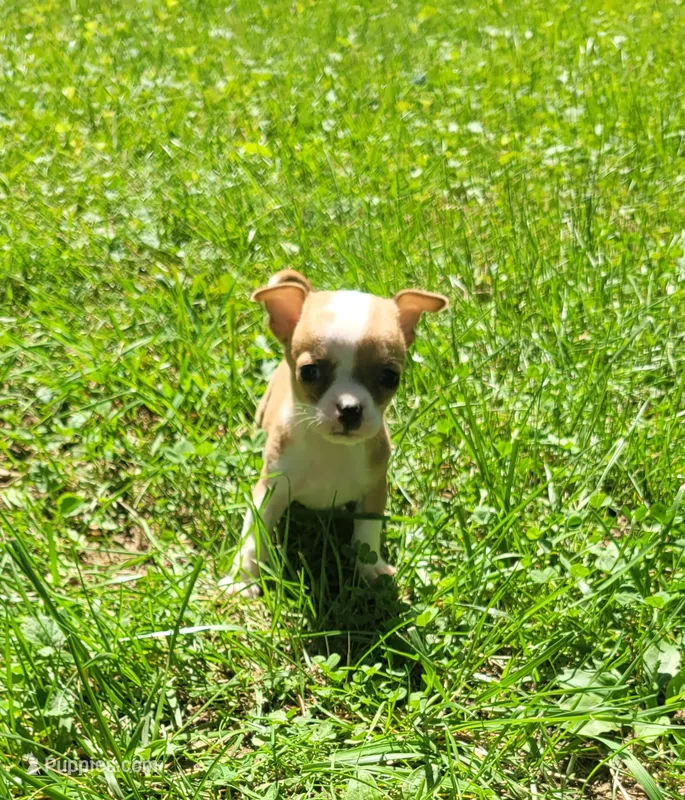 REDUCED Dexter  – Chihuahua puppy for sale in Troy, OH