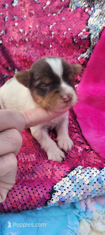 Macy (AKC) – Yorkshire Terrier puppy for sale in Troy, OH