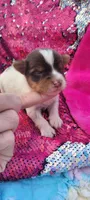 Macy (AKC), a female Yorkshire Terrier for sale in Troy, OH – 1 of 5