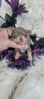 Ricky, a male Chihuahua for sale in Troy, OH – Photo 3 of 3