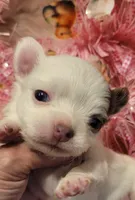 Princess, a female Chihuahua for sale in Troy, OH – Photo 2 of 4