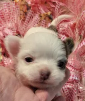 Princess, a female Chihuahua for sale in Troy, OH – Photo 1 of 4