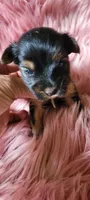 Precious, a female Yorkshire Terrier for sale in Troy, OH – Photo 2 of 4