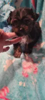 Buck, a male Yorkshire Terrier for sale in Troy, OH – 2 of 5