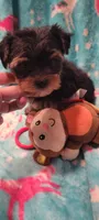 Monkey, a male Yorkshire Terrier for sale in Troy, OH – 2 of 5