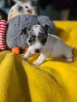 REDUCED Bullseye, a male Chihuahua for sale in Troy, OH – 6 of 6