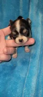 Peanut, a male Chihuahua for sale in Troy, OH – 6 of 6