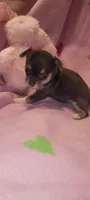 Macy , a female Chihuahua for sale in Troy, OH – 5 of 7