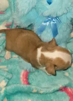 Dexter , a male Chihuahua for sale in Troy, OH – 4 of 5