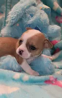 Dexter , a male Chihuahua for sale in Troy, OH – 3 of 5