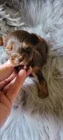 Coco, a male Yorkshire Terrier for sale in Troy, OH – Photo 2 of 3
