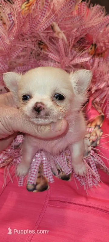 Princess Pearl – Chihuahua puppy for sale in Troy, OH