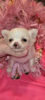 Princess Pearl, a female Chihuahua for sale in Troy, OH – Photo 1 of 7