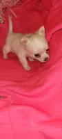 Princess Pearl, a female Chihuahua for sale in Troy, OH – Photo 5 of 7