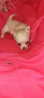 Princess Pearl, a female Chihuahua for sale in Troy, OH – Photo 6 of 7