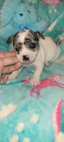 Bullseye, a male Chihuahua for sale in Troy, OH – 3 of 3