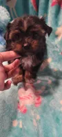 Buck, a male Yorkshire Terrier for sale in Troy, OH – 4 of 5