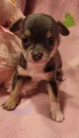 Macy , a female Chihuahua for sale in Troy, OH – 2 of 7