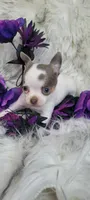 Dillon, a male Chihuahua for sale in Troy, OH – Photo 3 of 10