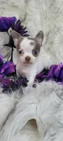 Dillon, a male Chihuahua for sale in Troy, OH – Photo 1 of 10