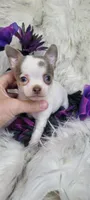 Dillon, a male Chihuahua for sale in Troy, OH – Photo 10 of 10