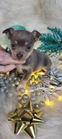 Prancer, a male Chihuahua for sale in Troy, OH – Photo 1 of 8