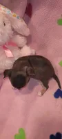 Macy , a female Chihuahua for sale in Troy, OH – 6 of 7